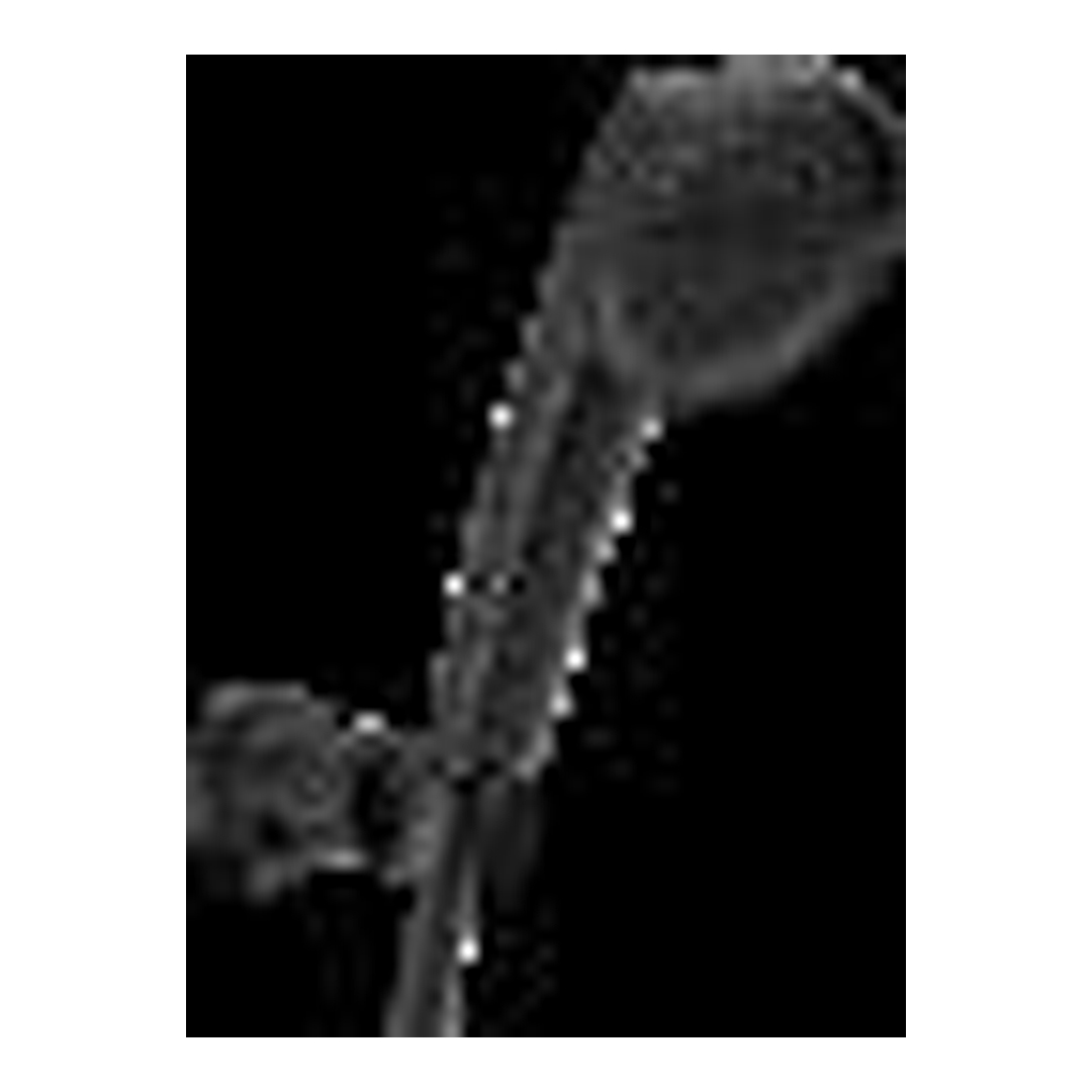 Galeon Multi-Function Shower Head-BL